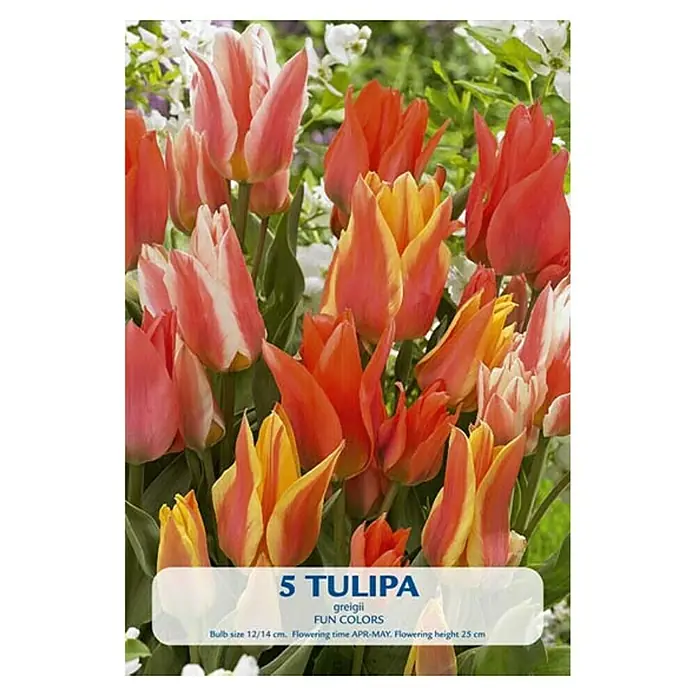 Cvjetne lukovice Tulipan Fun Colours - Crvena, Botanički opis: Tulipa - Pogled sprijeda