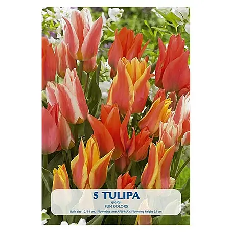 Cvjetne lukovice Tulipan Fun Colours