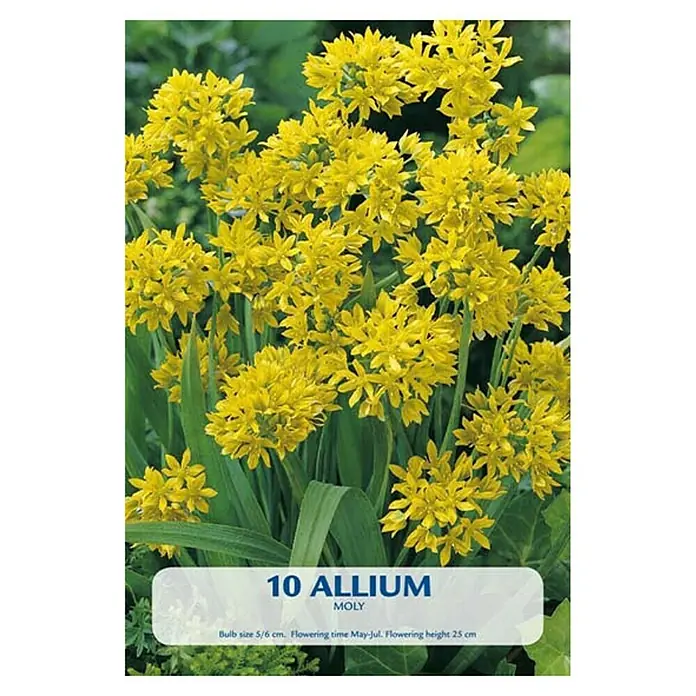 Cvjetne lukovice Allium Moly - Žuta, Botanički opis: Allium - Pogled sprijeda