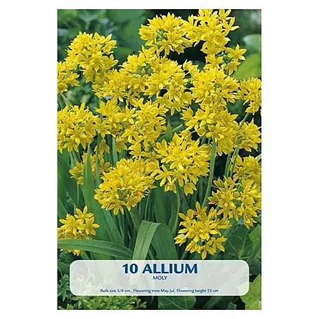 Cvjetne lukovice Allium Moly