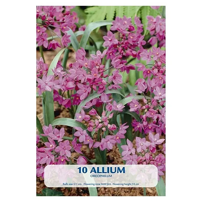 Cvjetne lukovice Allium Oreophillum - Roza, Botanički opis: Allium - Pogled sprijeda