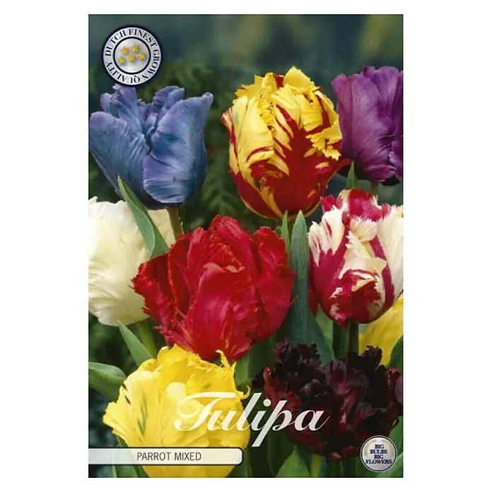 Cvjetne lukovice Tulipan Parrot Parkiet - Botanički opis: tulipa, višebojno - Pogled sprijeda