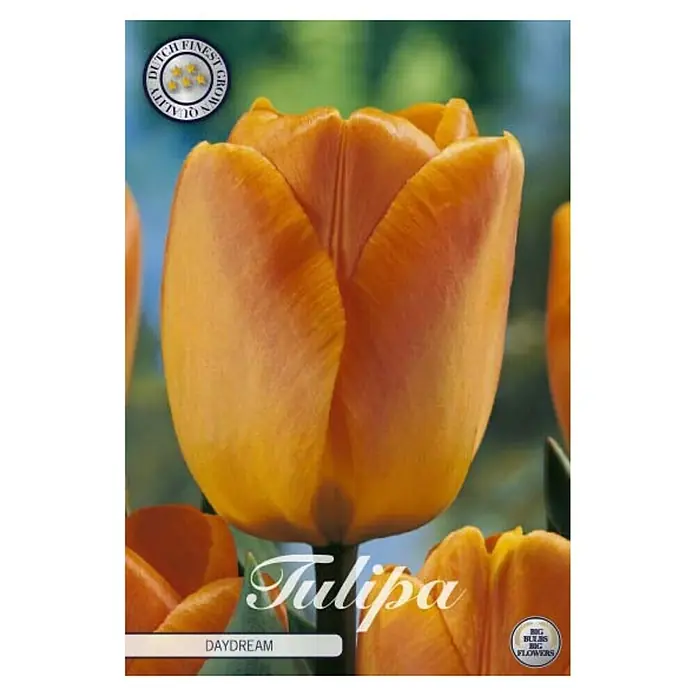 Cvjetne lukovice Tulipan Daydream - Narančasta, Botanički opis: tulipa - Pogled sprijeda
