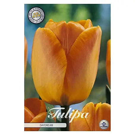 Cvjetne lukovice Tulipan Daydream