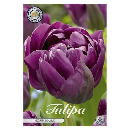 Cvjetne lukovice Tulipan Negrita Double
