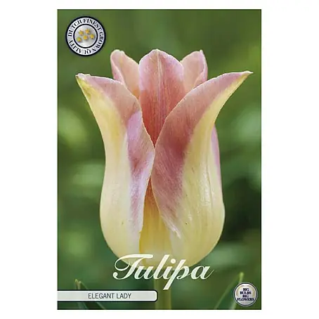 Cvjetne lukovice Tulipan Elegant Lady