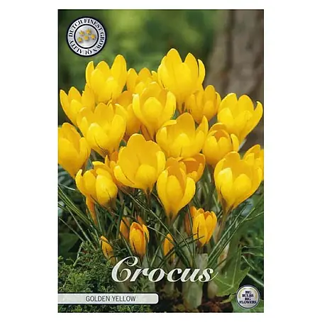 Cvjetne lukovice Šafran Golden Yellow