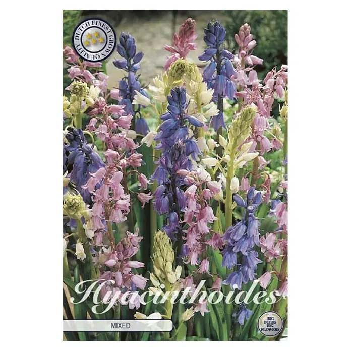 Cvjetne lukovice Hyacintoides Hispanica Mixed - Mješane boje, Botanički opis: Hyacintoides - Pogled sprijeda