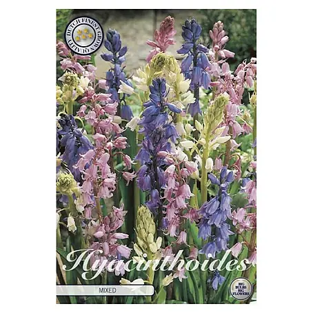 Cvjetne lukovice Hyacintoides Hispanica Mixed