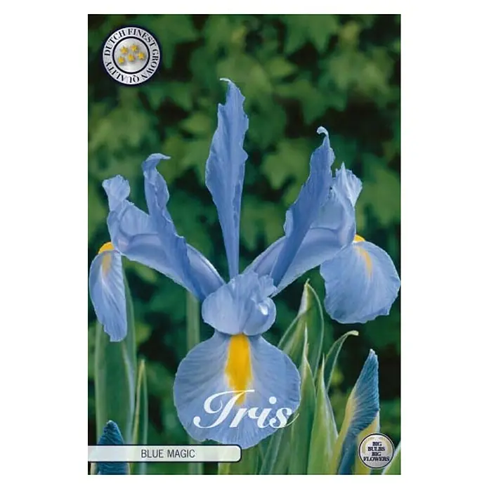 Cvjetne lukovice Iris Blue Magic - Ljubičasta, Botanički opis: Iris - Pogled sprijeda