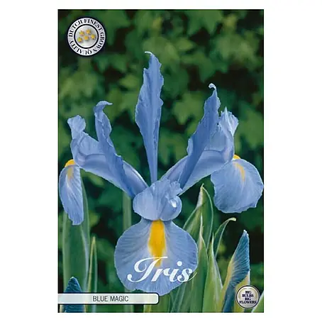 Cvjetne lukovice Iris Blue Magic