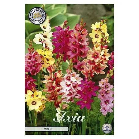 Cvjetne lukovice Ixia Mixed