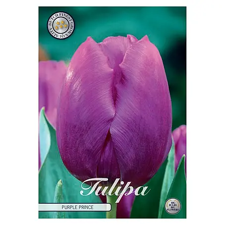 Cvjetne lukovice Tulipan Triumph Purple Prince