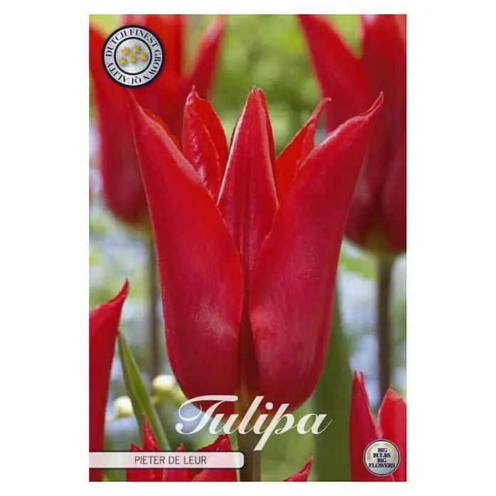 Cvjetne lukovice Tulipan Lilyflowering Pieter de Leur - Crvena, Botanički opis: Tulipa - Pogled sprijeda