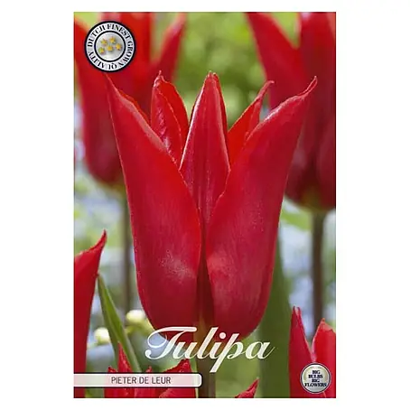 Cvjetne lukovice Tulipan Lilyflowering Pieter de Leur