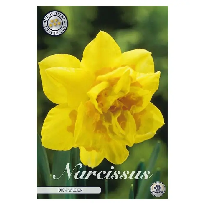 Cvjetne lukovice Narcisa Double Dick Wilden - Žuta, Botanički opis: Narcissus - Pogled sprijeda