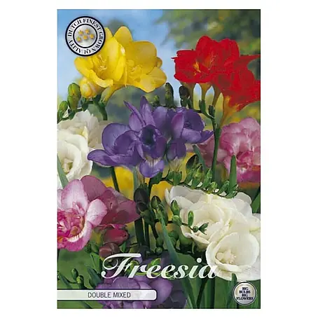 Cvjetne lukovice Fresia Dubbel Mixed