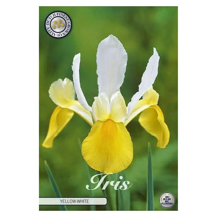 Cvjetne lukovice Iris Hollandica Yellow/White - Žuta , Botanički opis: Iris - Pogled sprijeda