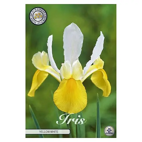 Cvjetne lukovice Iris Hollandica Yellow/White