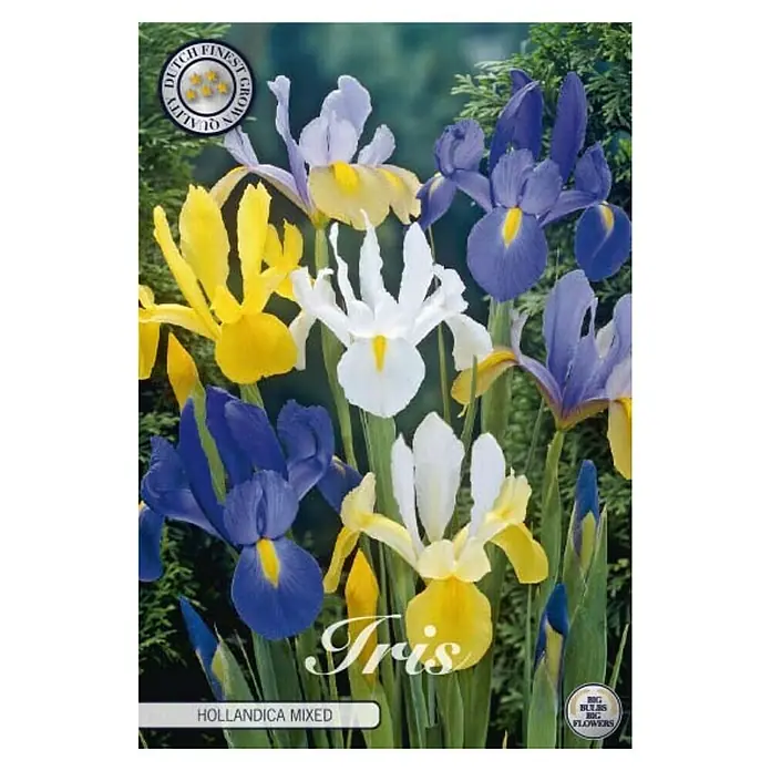 Cvjetne lukovice Iris Hollandica Mixied - Mješane boje, Botanički opis: Iris - Pogled sprijeda
