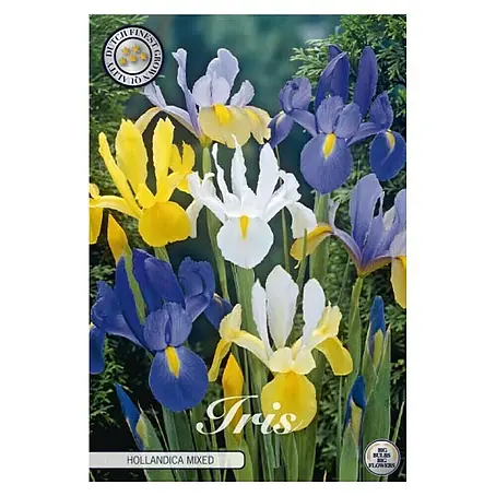 Cvjetne lukovice Iris Hollandica Mixied