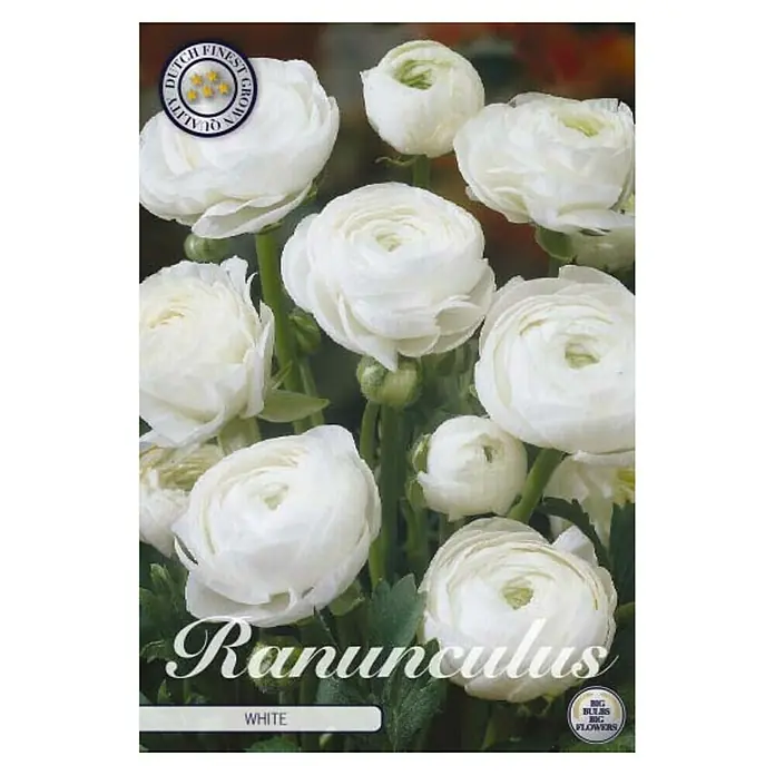 Cvjetne lukovice Ranunculus Asiaticus White - Bijela, Botanički opis: Ranunculus - Pogled sprijeda