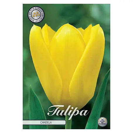 Cvjetne lukovice Tulipan Fosteriana Candela