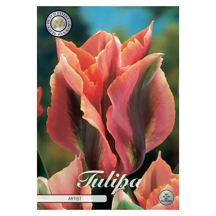 Cvjetne lukovice Tulipan Virdiflora Artist - Narančasta, Botanički opis: Tulipa - Pogled sprijeda