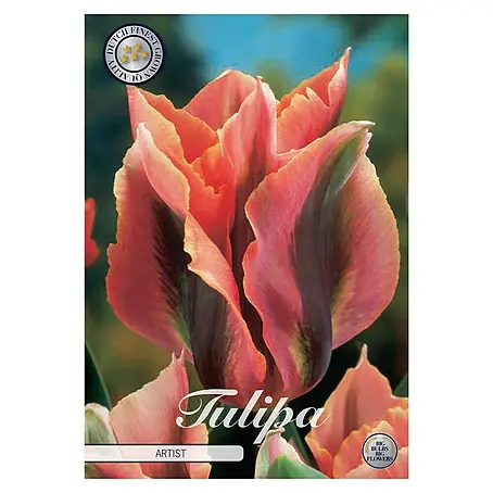 Cvjetne lukovice Tulipan Virdiflora Artist