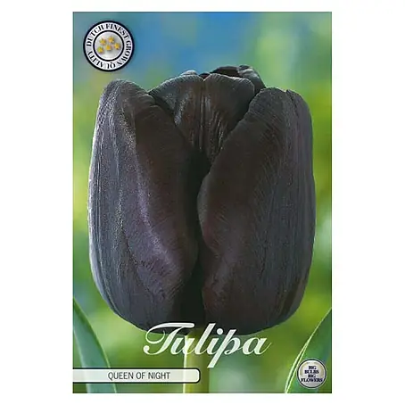 Cvjetne lukovice Tulipan Queen of Night