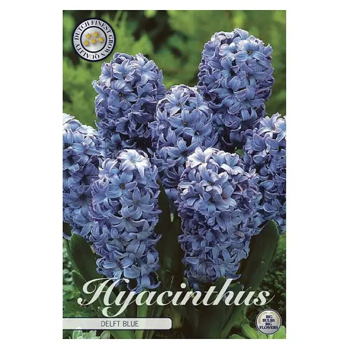 Cvjetne lukovice Zumbul Orientalis Delft Blue - Plava, Botanički opis: Hyacinthus - Pogled sprijeda
