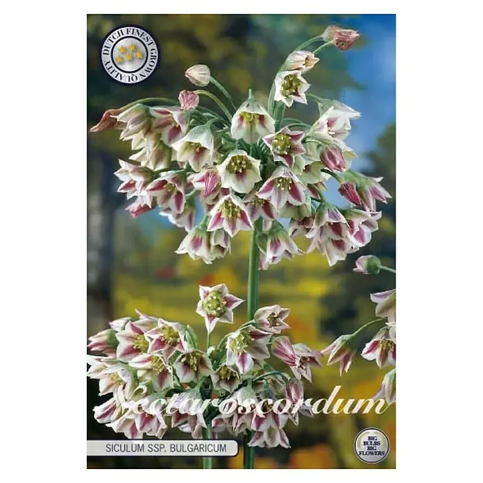 Cvjetne lukovice Nectroscordum Siculum - Mješne boje, Botanički opis: Nectaroscordum - Pogled sprijeda