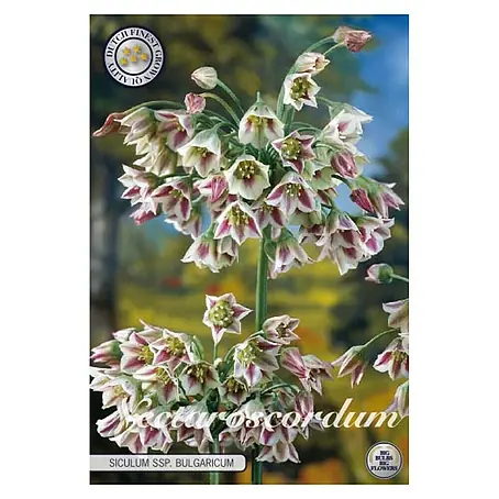 Cvjetne lukovice Nectroscordum Siculum