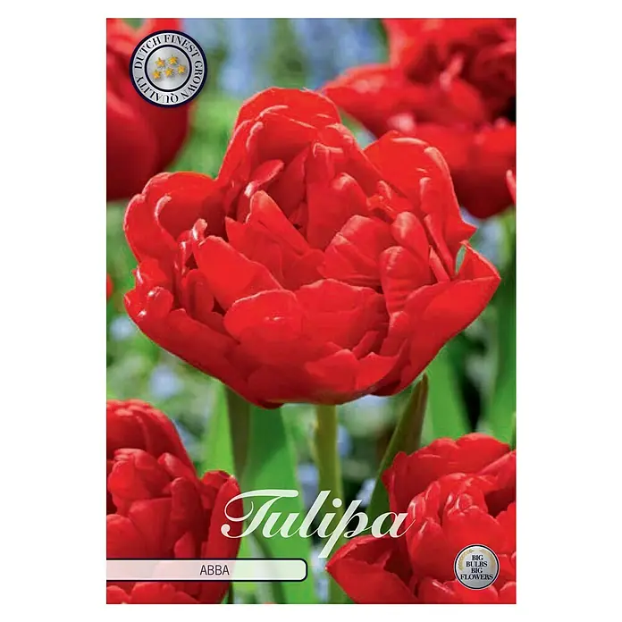 Cvjetne lukovice Tulipan Abba - Crvena, Botanički opis: Tulipa - Pogled sprijeda