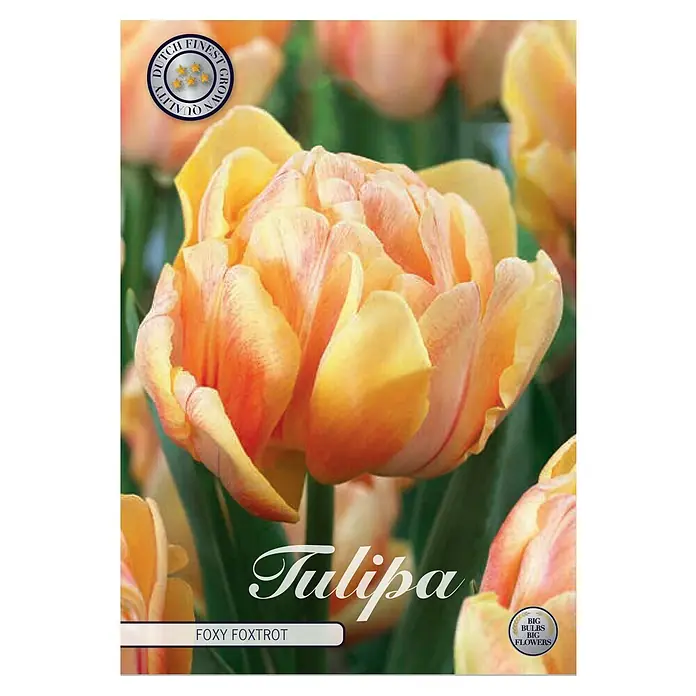 Cvjetne lukovice Tulipan Foxy Foxtrot - Narančasta, Botanički opis: Tulipa - Pogled sprijeda