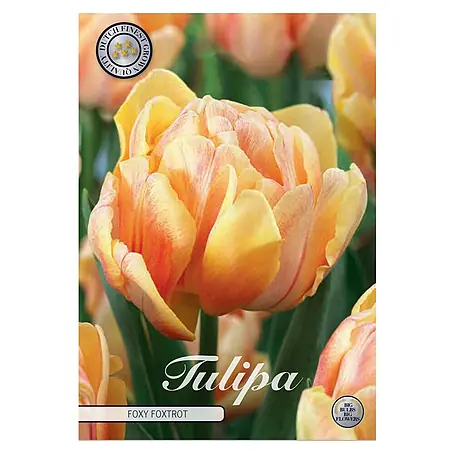 Cvjetne lukovice Tulipan Foxy Foxtrot