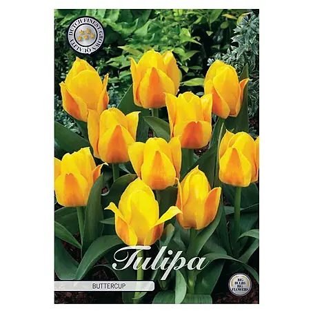 Cvjetne lukovice Tulipan Buttercup