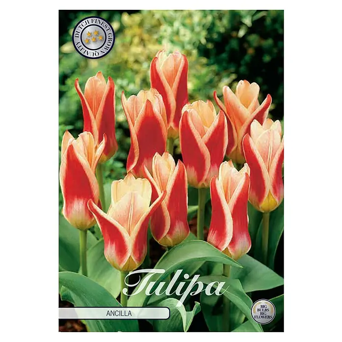 Cvjetne lukovice  Tulipan Kaufmannia Ancilla - crvena, Botanički opis: Tulipa - Pogled sprijeda