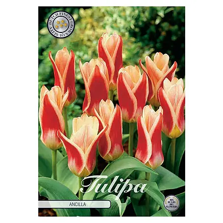 Cvjetne lukovice  Tulipan Kaufmannia Ancilla