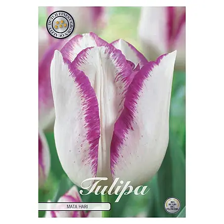 Cvjetne lukovice Tulipan Triumph Mata Hari