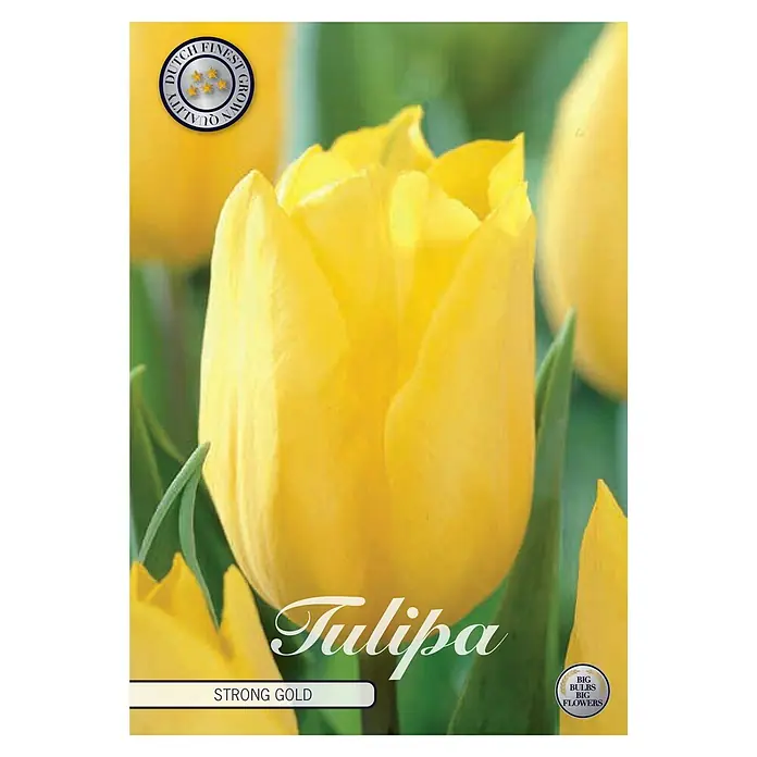 Cvjetne lukovice Tulipan Strong Gold - Žuta, Botanički opis: Tulipa - Pogled sprijeda