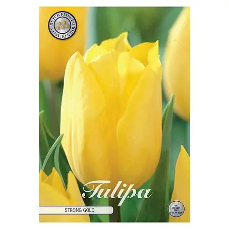 Cvjetne lukovice Tulipan Strong Gold