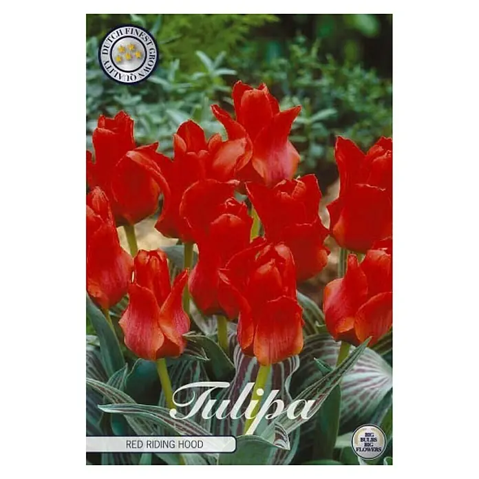 Cvjetne lukovice Tulipan Greigii Redriding - Crvena, Botanički opis: Tulipa - Pogled sprijeda