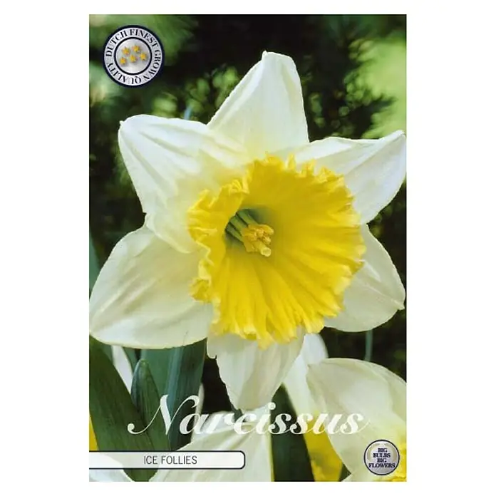 Cvjetne lukovice Narcisa large cupped Ice Follies - Bijela, Žuta, Botanički opis: Narcissus - Pogled sprijeda