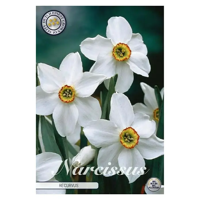 Cvjetne lukovice Narcisa Splitcrown Recurvus - Bijela, Botanički opis: Narcissus - Pogled sprijeda