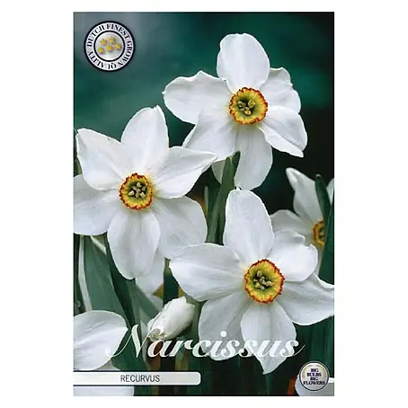 Cvjetne lukovice Narcisa Splitcrown Recurvus