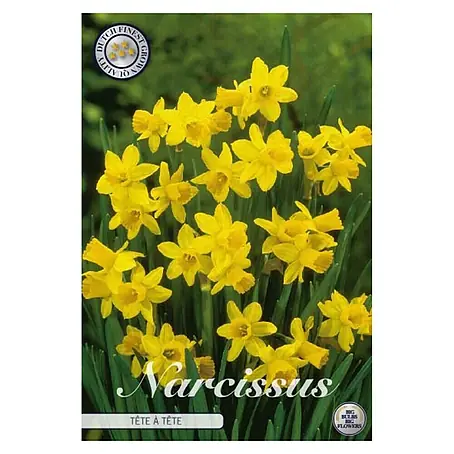 Cvjetne lukovice Splitcrown Narcise Tete a Tete