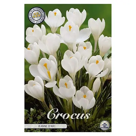 Cvjetne lukovice Crocus Vernus Jeanne D Arc