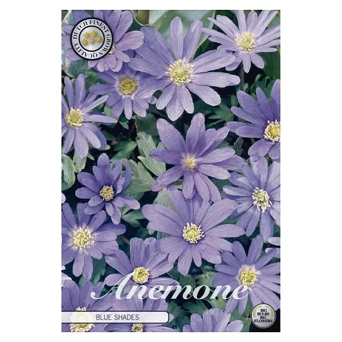 Cvjetne lukovice Anemone Blue Shades - Ljubičasta, Botanički opis: Anemone - Pogled sprijeda