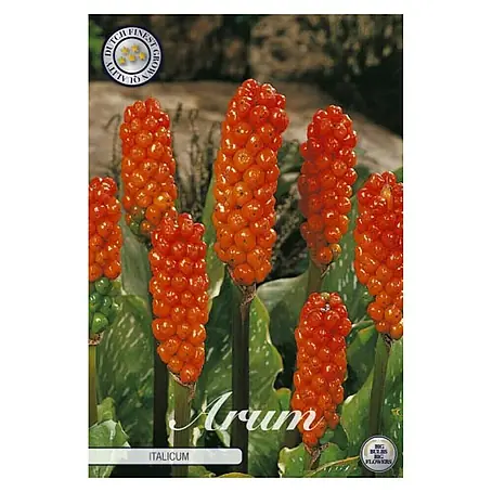 Cvjetne lukovice Arum Italicum